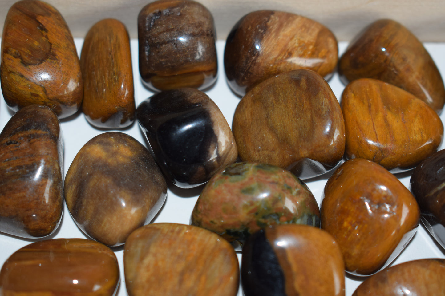 Bois fossile 19mm Indonésie