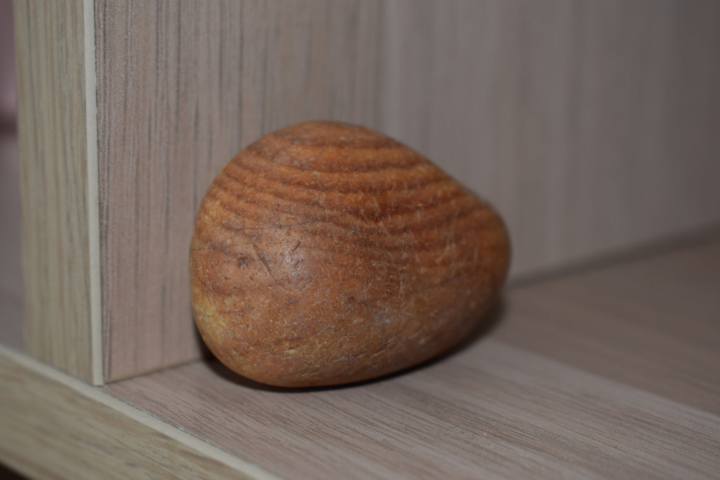 Clam agatisé 40mm Floride Etats-Unis