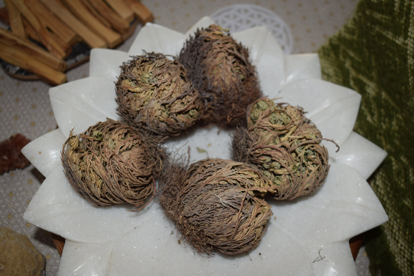 Rose de Jericho