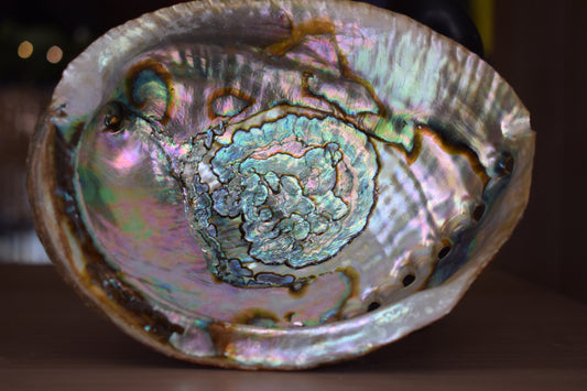 Coquille de nacre 154mm